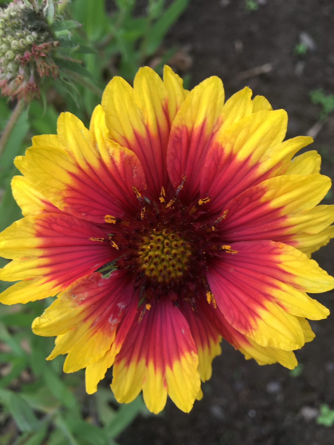 Buy Gaillardia flower Seeds BloomyBliss