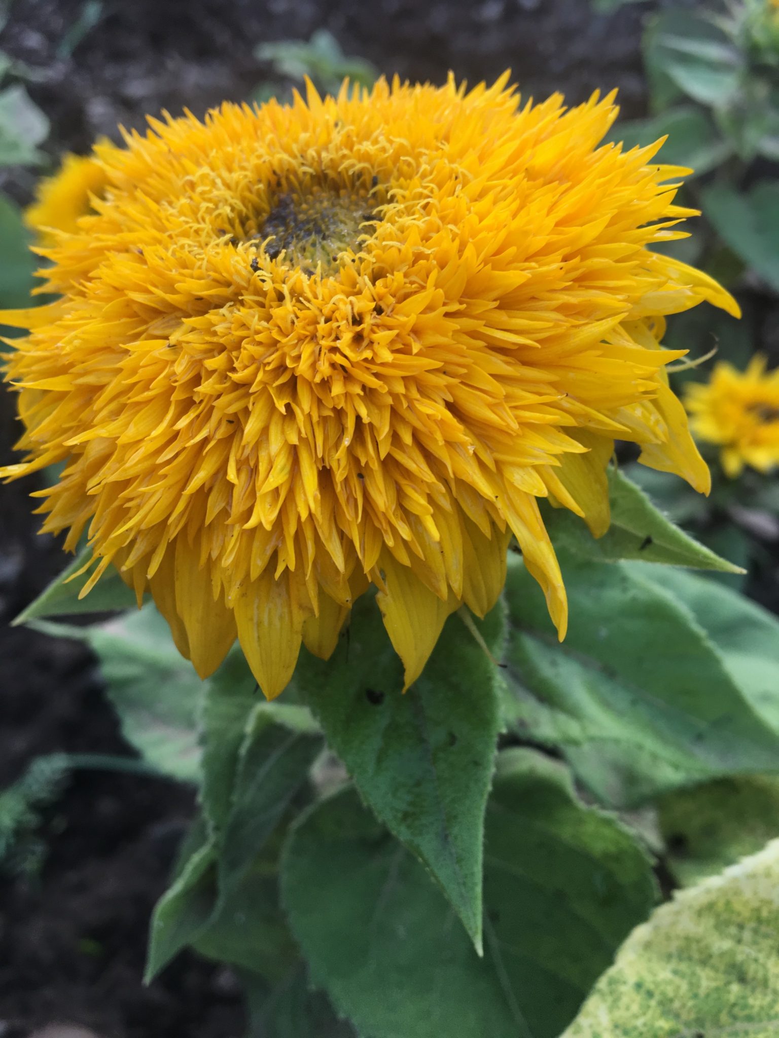 teddy bear sunflower container