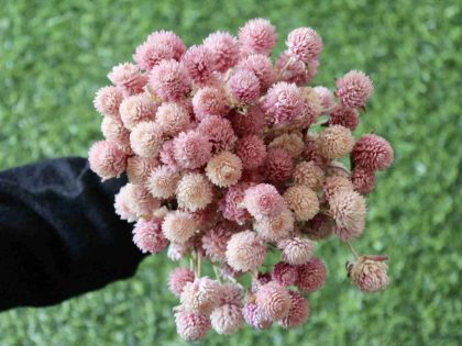 gomphrena-pink-dried-flowers-bunch