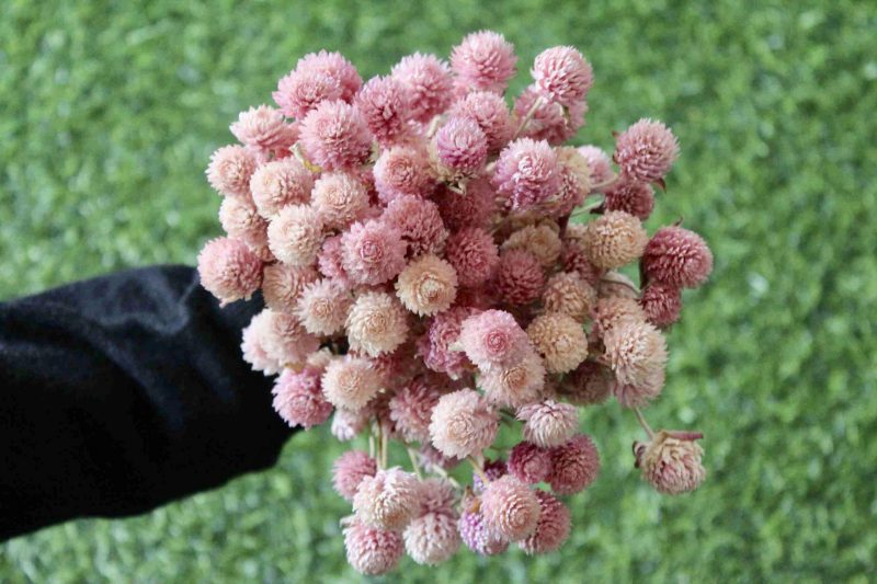 gomphrena-pink-dried-flowers-bunch