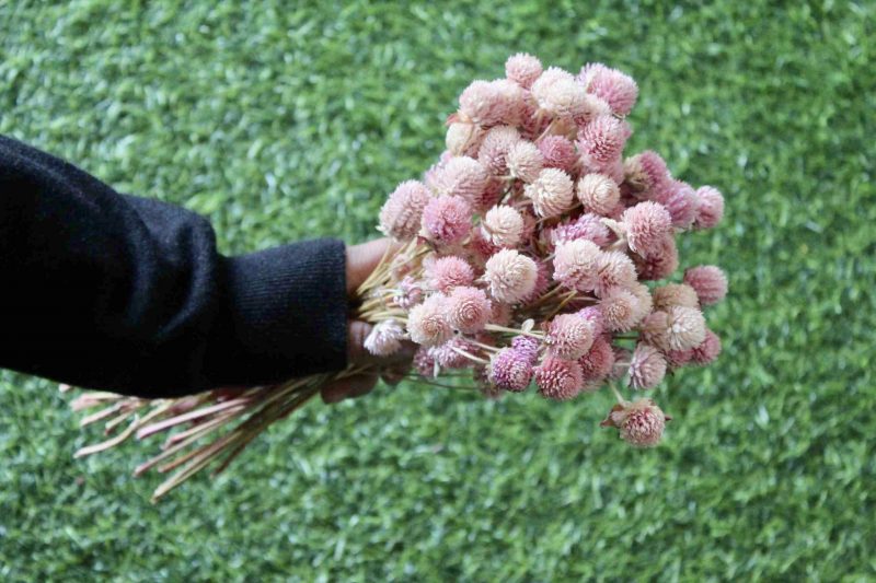 gomphrena-pink-dried-flowers-bunch