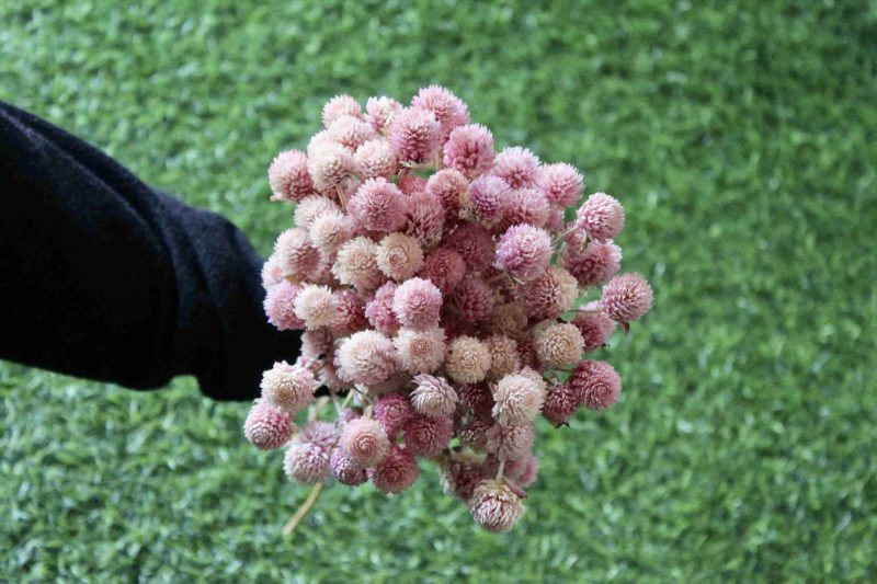 gomphrena-pink-dried-flowers-bunch