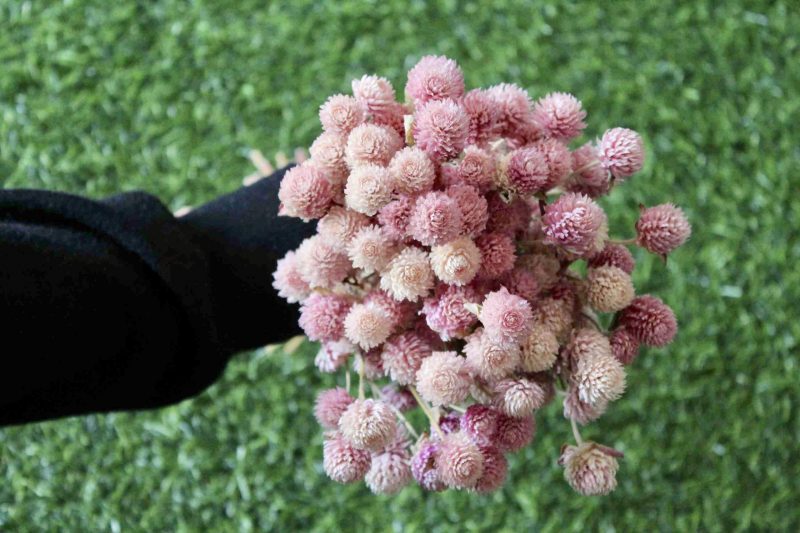 gomphrena-pink-dried-flowers-bunch