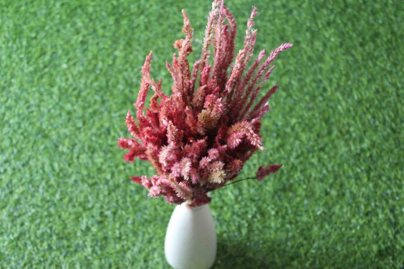 dried-fandango-pink-celosia-flower-bunch