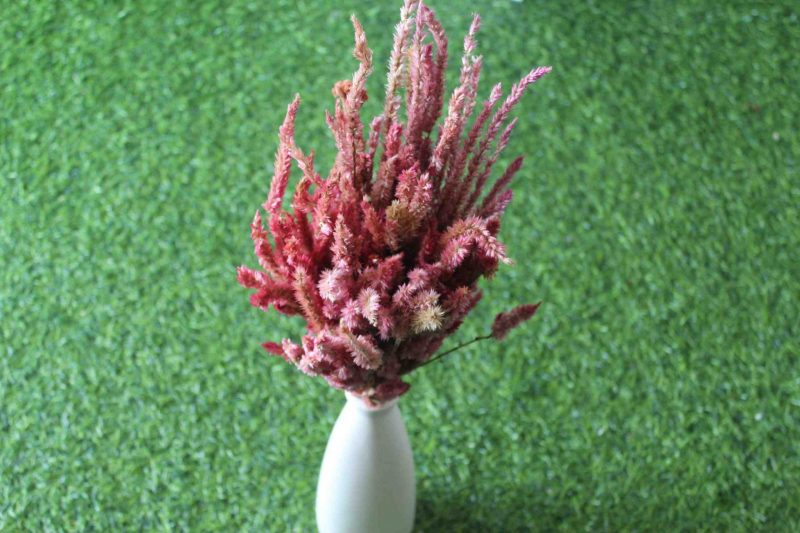 dried-fandango-pink-celosia-flower-bunch