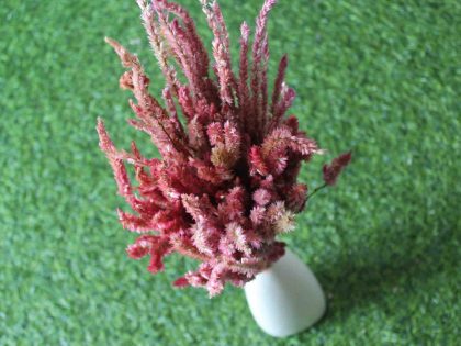 dried-fandango-pink-celosia-flower-bunch