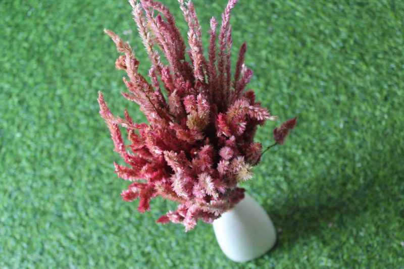 dried-fandango-pink-celosia-flower-bunch