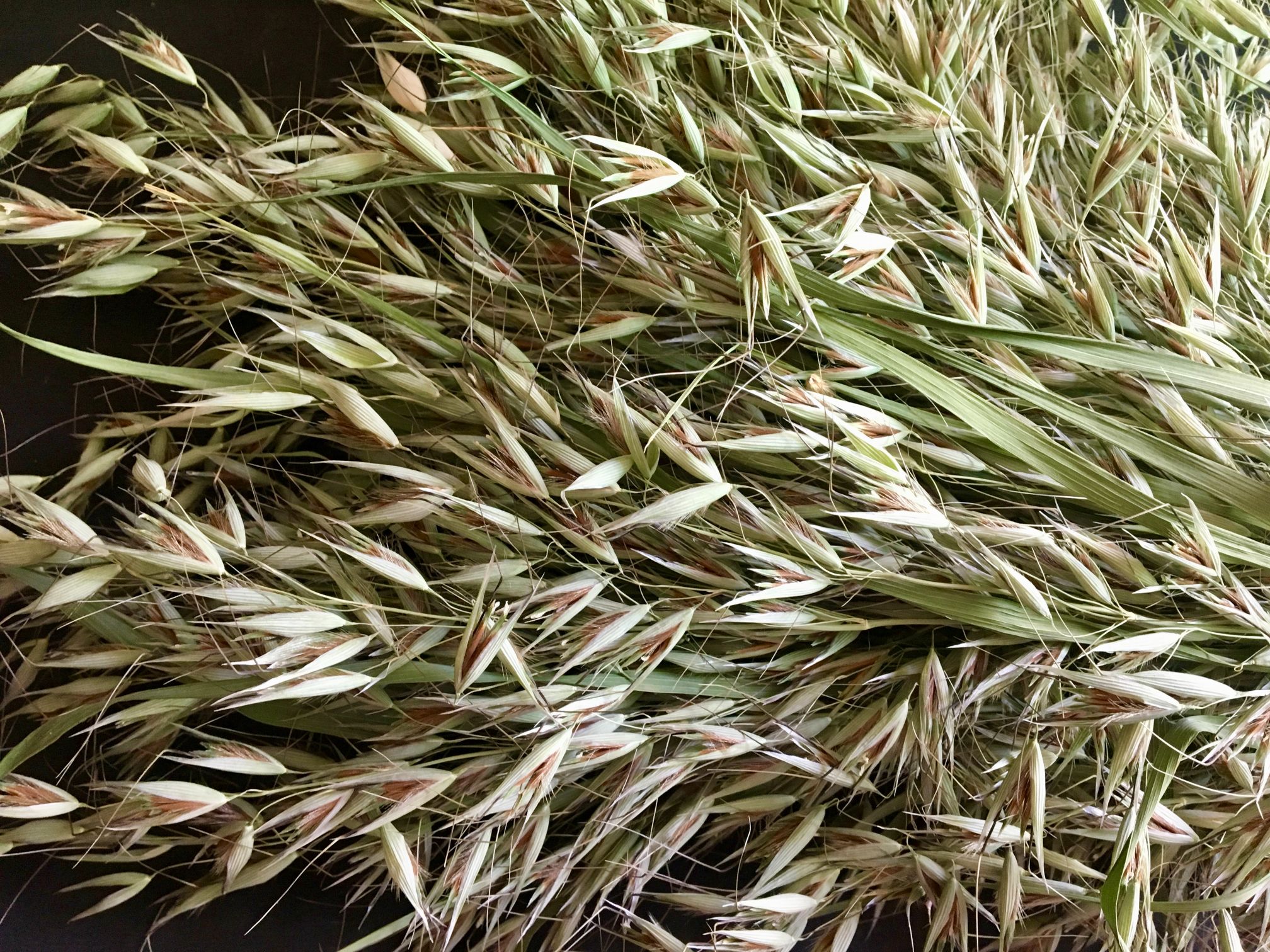 Buy Natural Dried Avena Green Oats Wild Grass - BloomyBliss