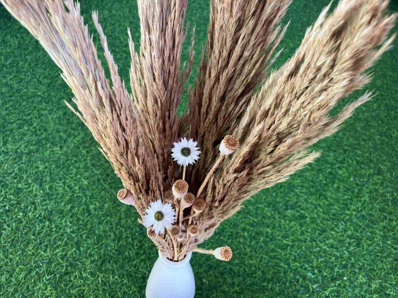 dried-pampas-grass-with-acroclinium-flowers