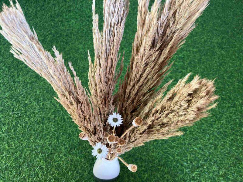 dried-pampas-grass-with-acroclinium-flowers