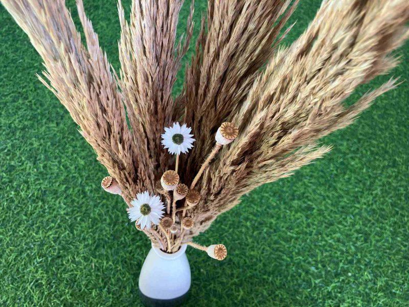 dried-pampas-grass-with-acroclinium-flowers