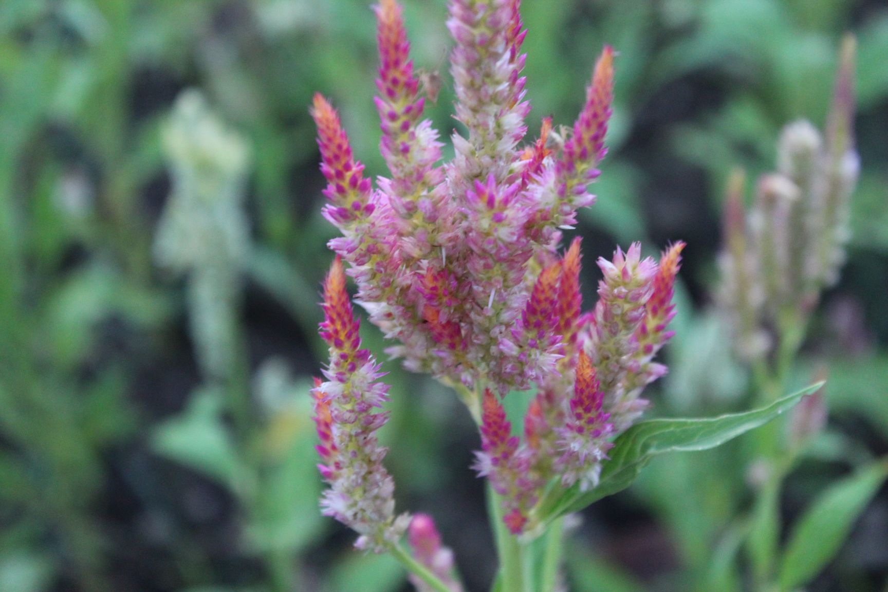 Celosia