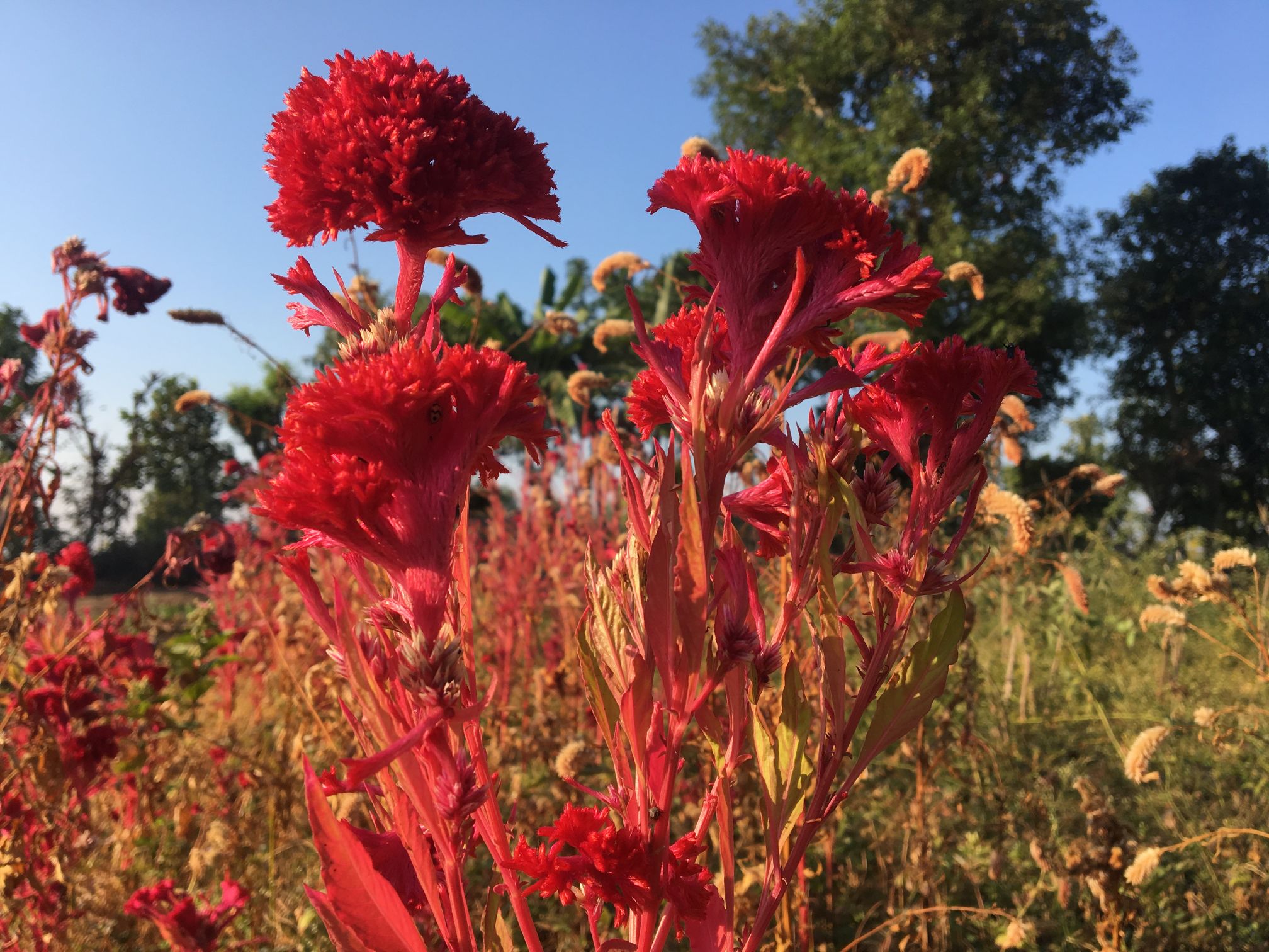 A Cockscomb Flower Can Be Used In Many Different Ways