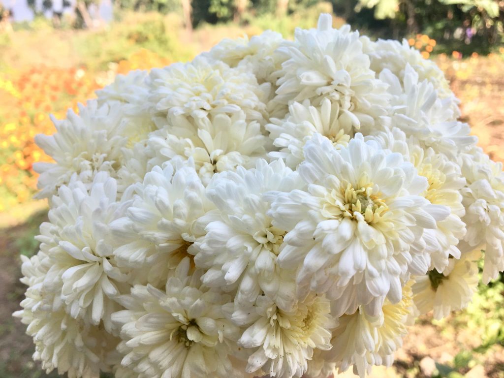 Chrysanthemum Flowering Season – Doff Portland Limited