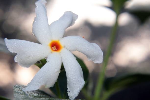 Parijat/Night jasmine