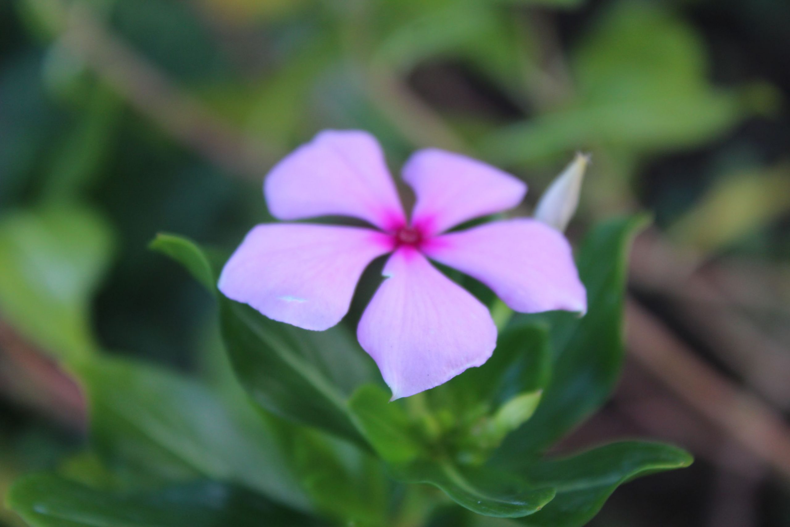 Madagascar Periwinkle (SadaBahar)