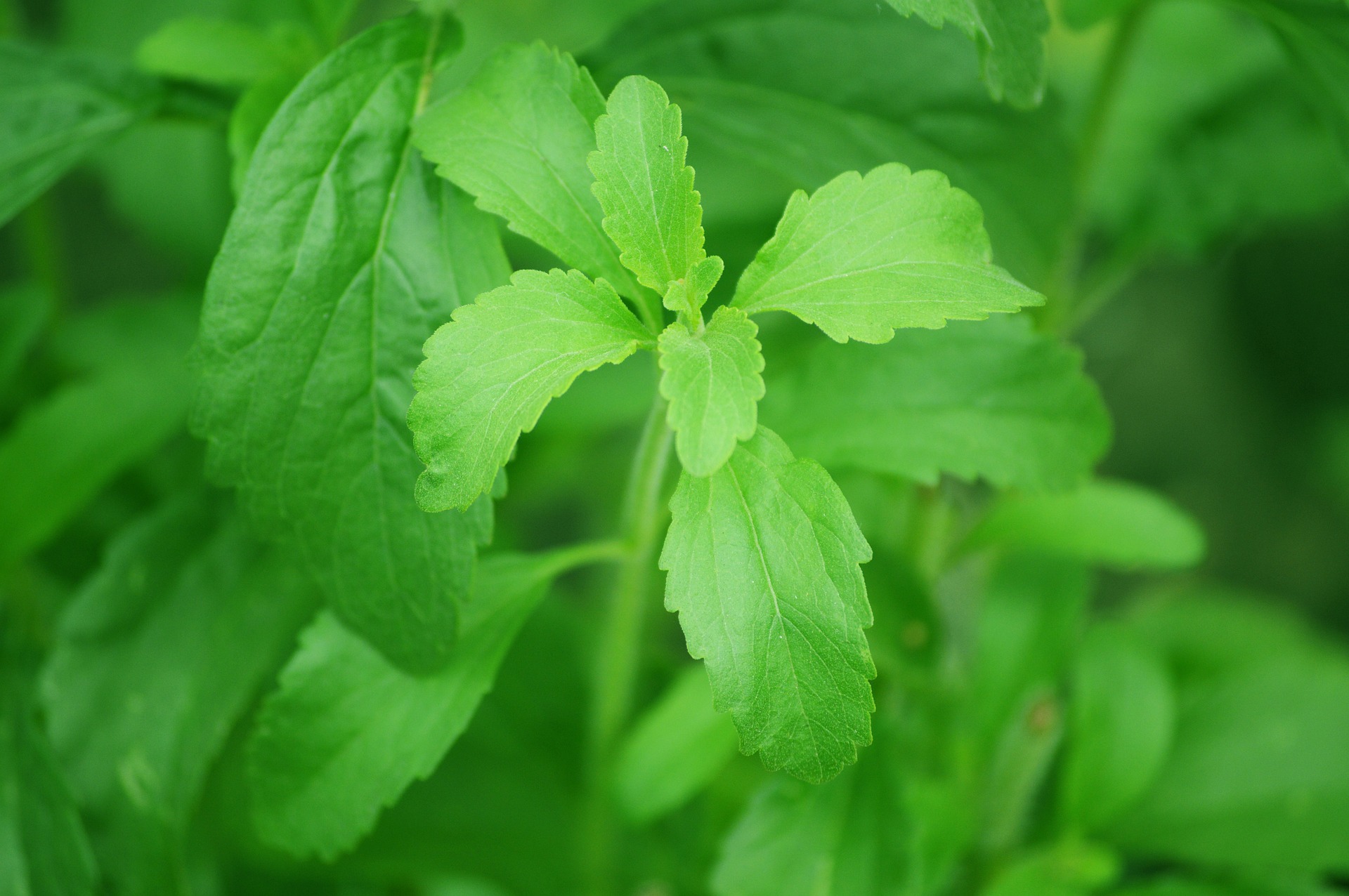 Stevia Herb