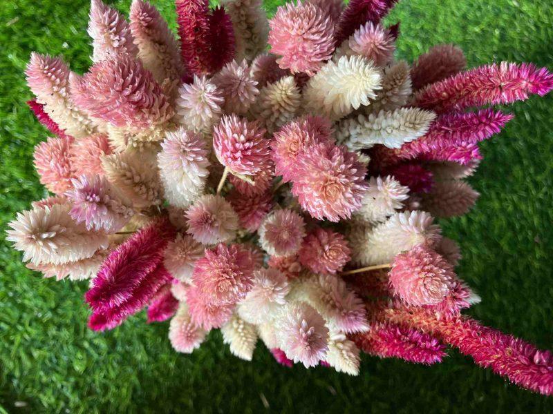 pink-blush-dried-flowers-bunch