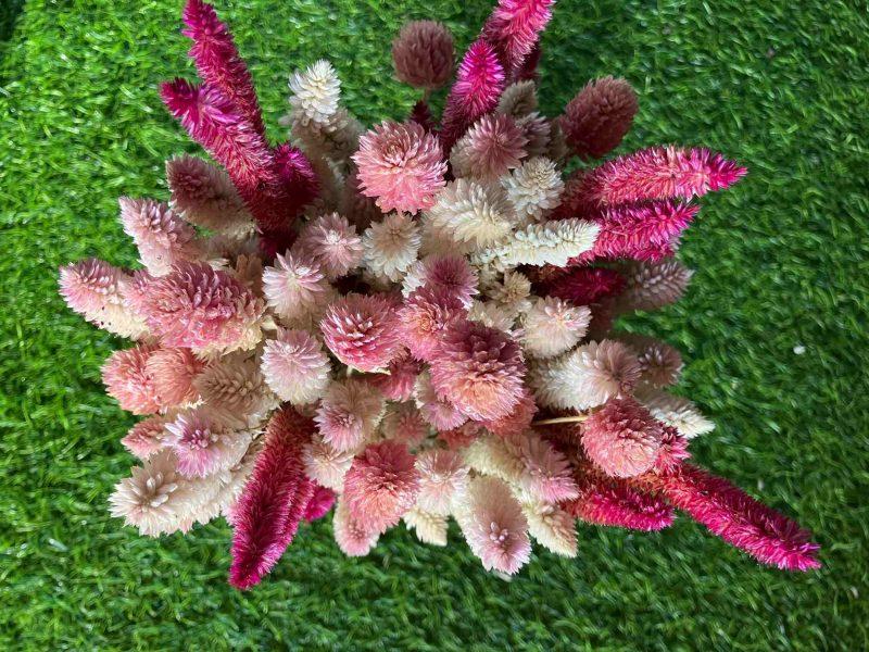 pink-blush-dried-flowers-bunch