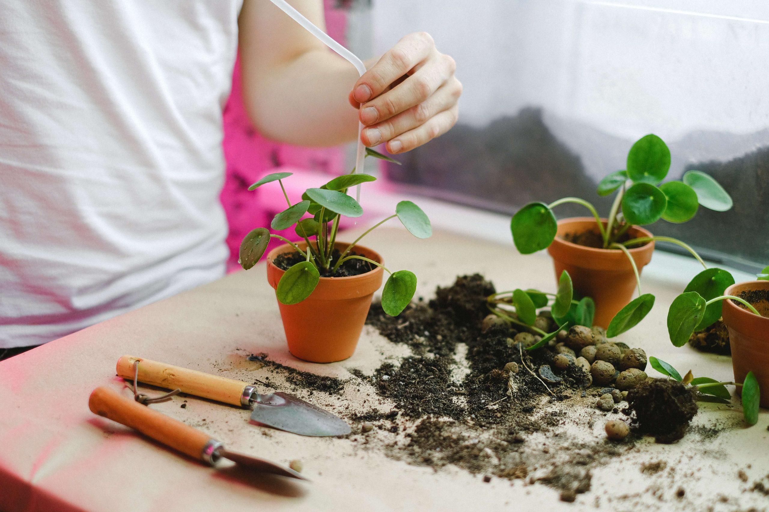  7 Essential Gardening Tools for Beginners