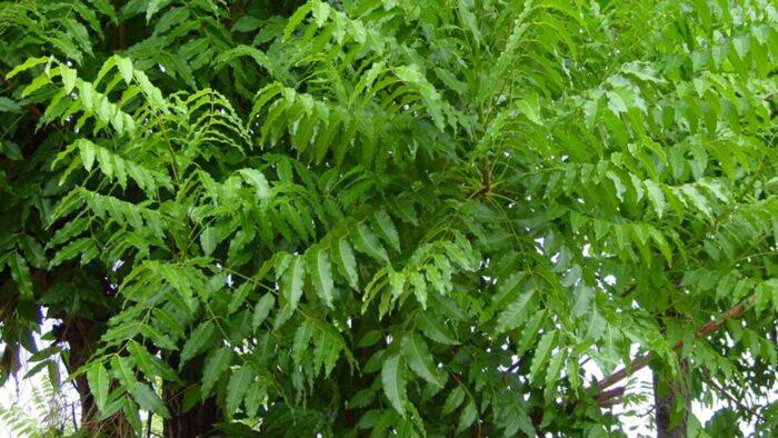 Benefits of Neem for Health and Beauty