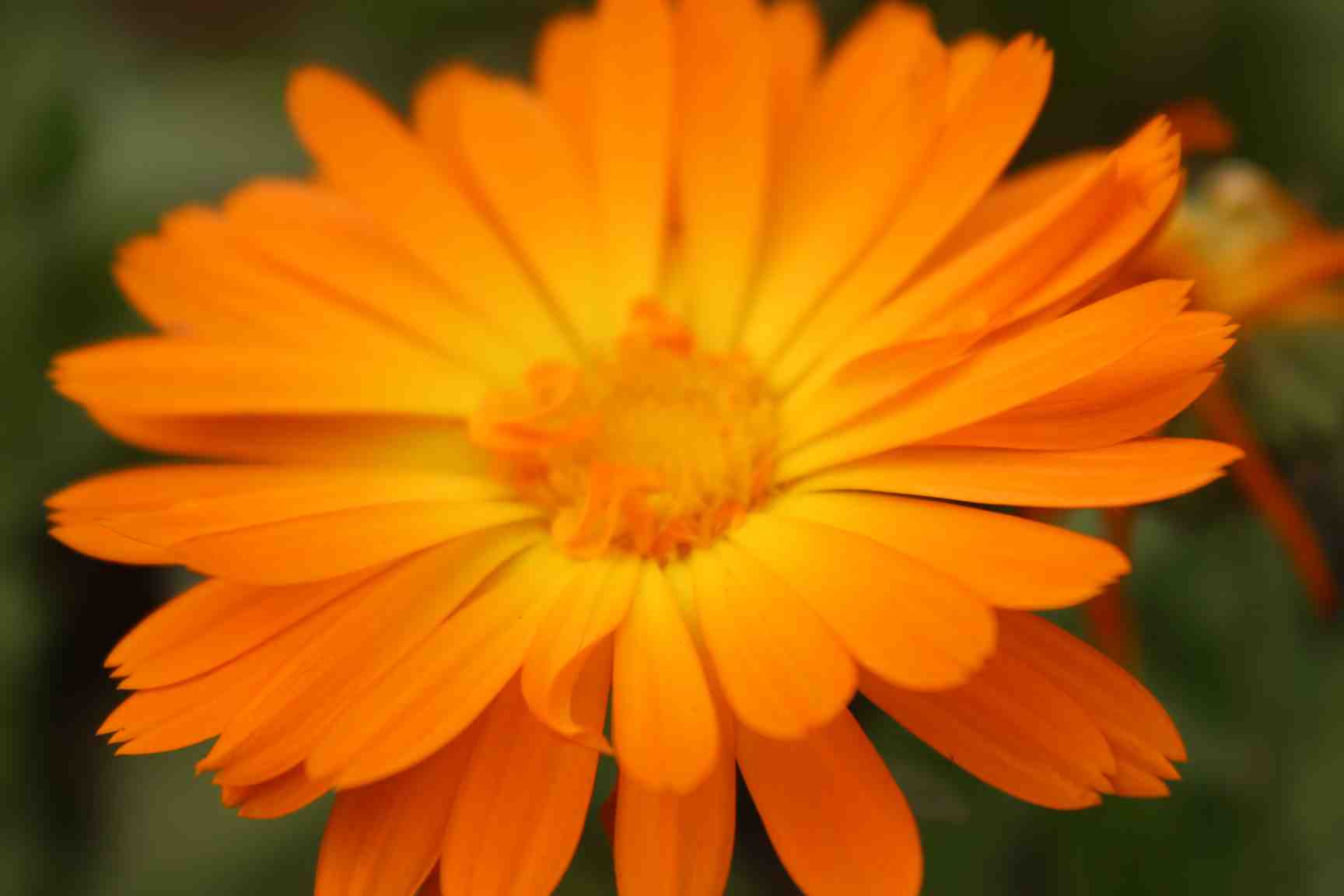 Calendula Extract Beauty Benefits