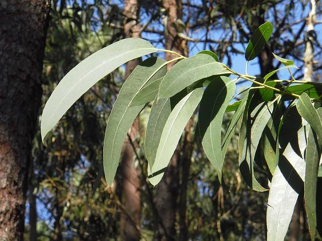 Eyuclyptus Medicinal Uses