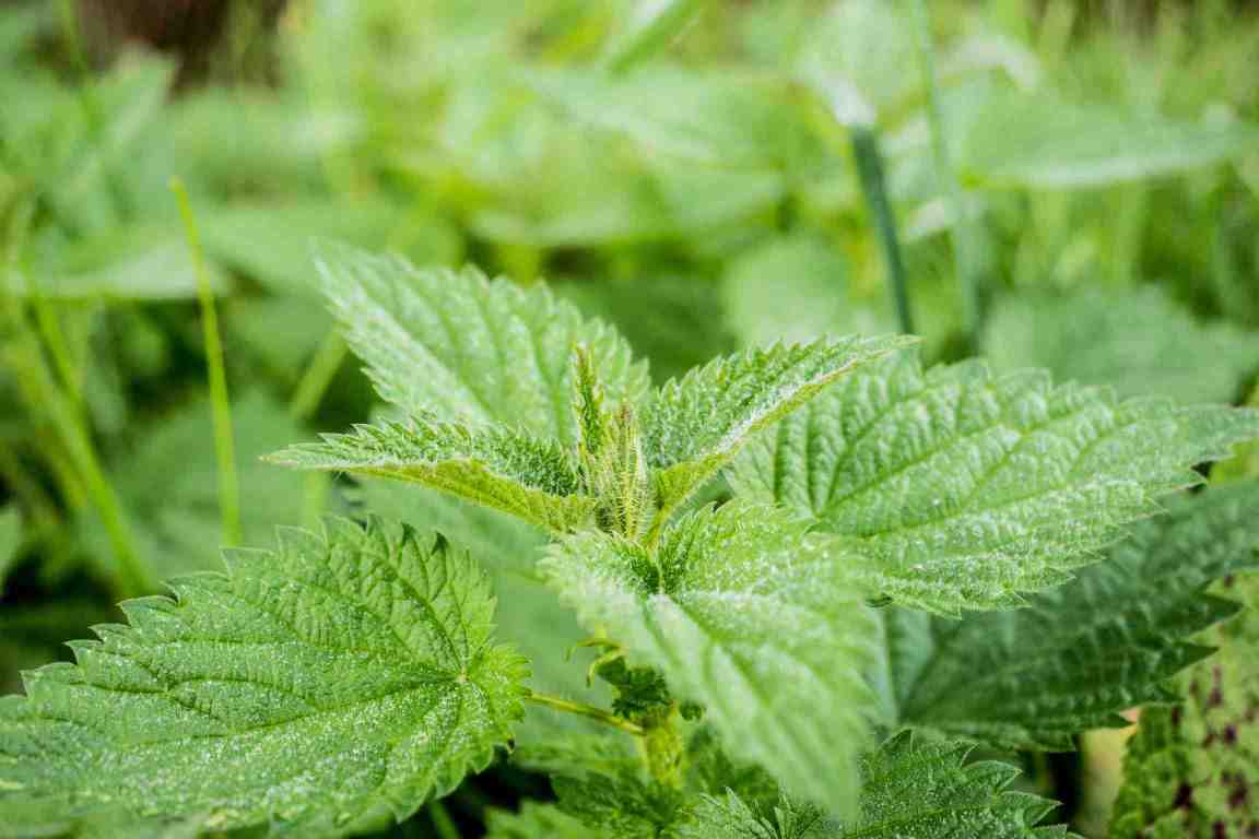 Nettle Grass Benefits as an Edible Plant