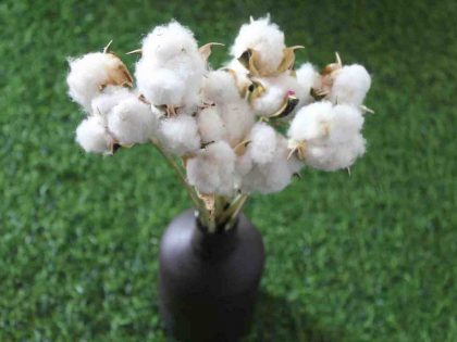 cotton-dried-flower-bunch