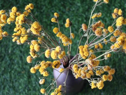 yellow-dried-button-chrysanthemum-bunch