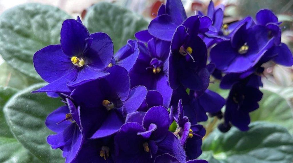 African-Violet