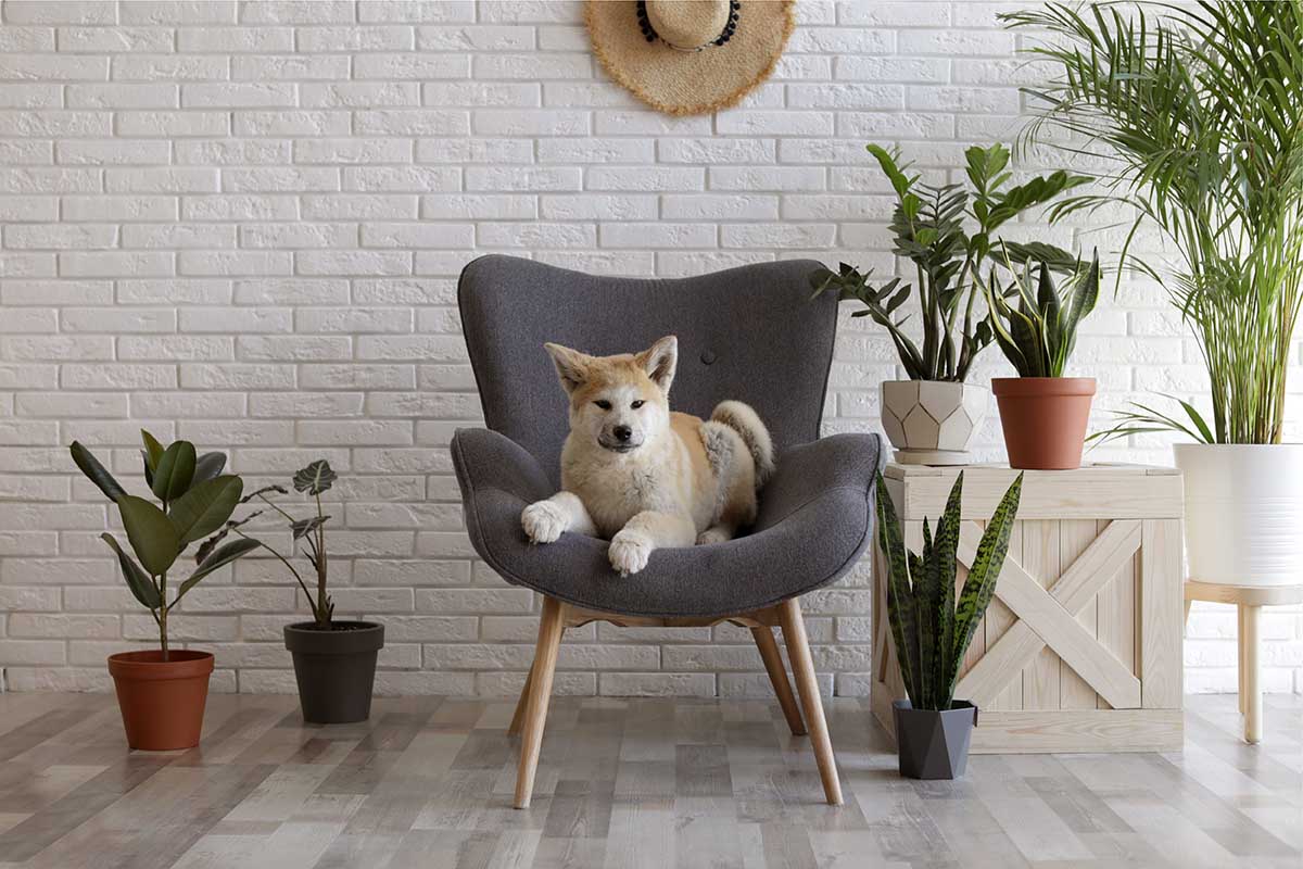 7 Pet-Friendly Plants for your Home