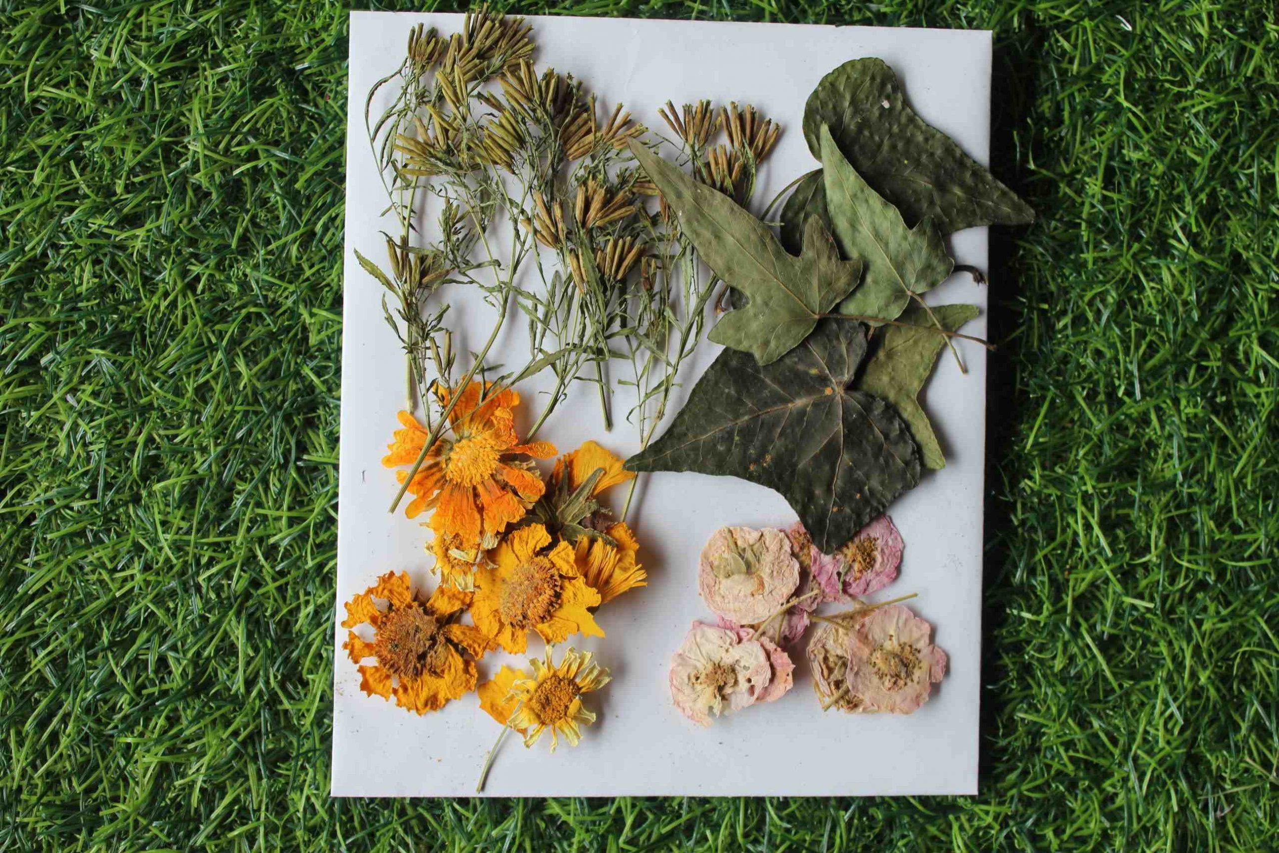 20 Pieces Real Dried Pressed Flowers for Crafts
