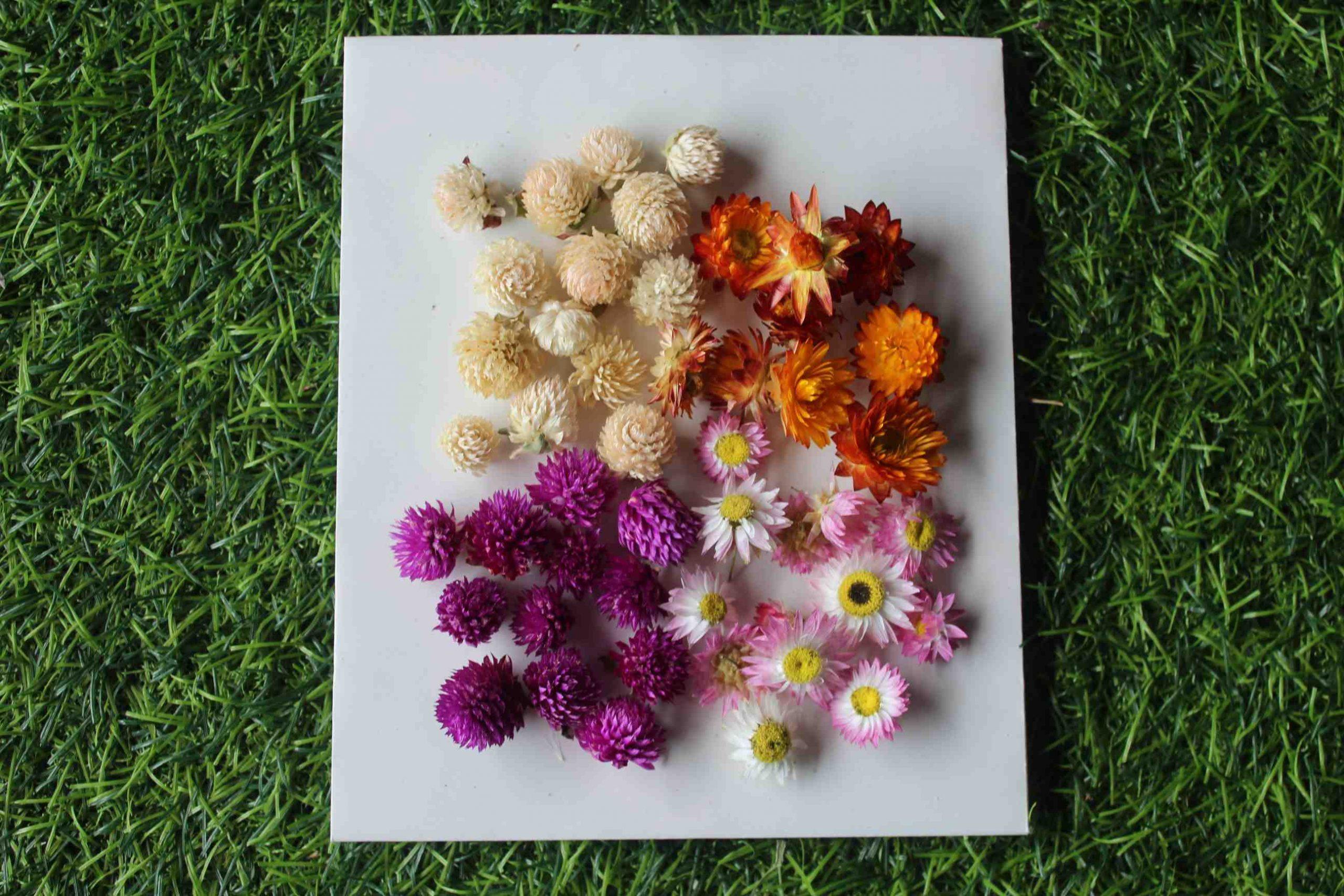 Real Dried Pressed Flowers For Resin Molds Rose Dried Flower Herbs Kit With  Tw