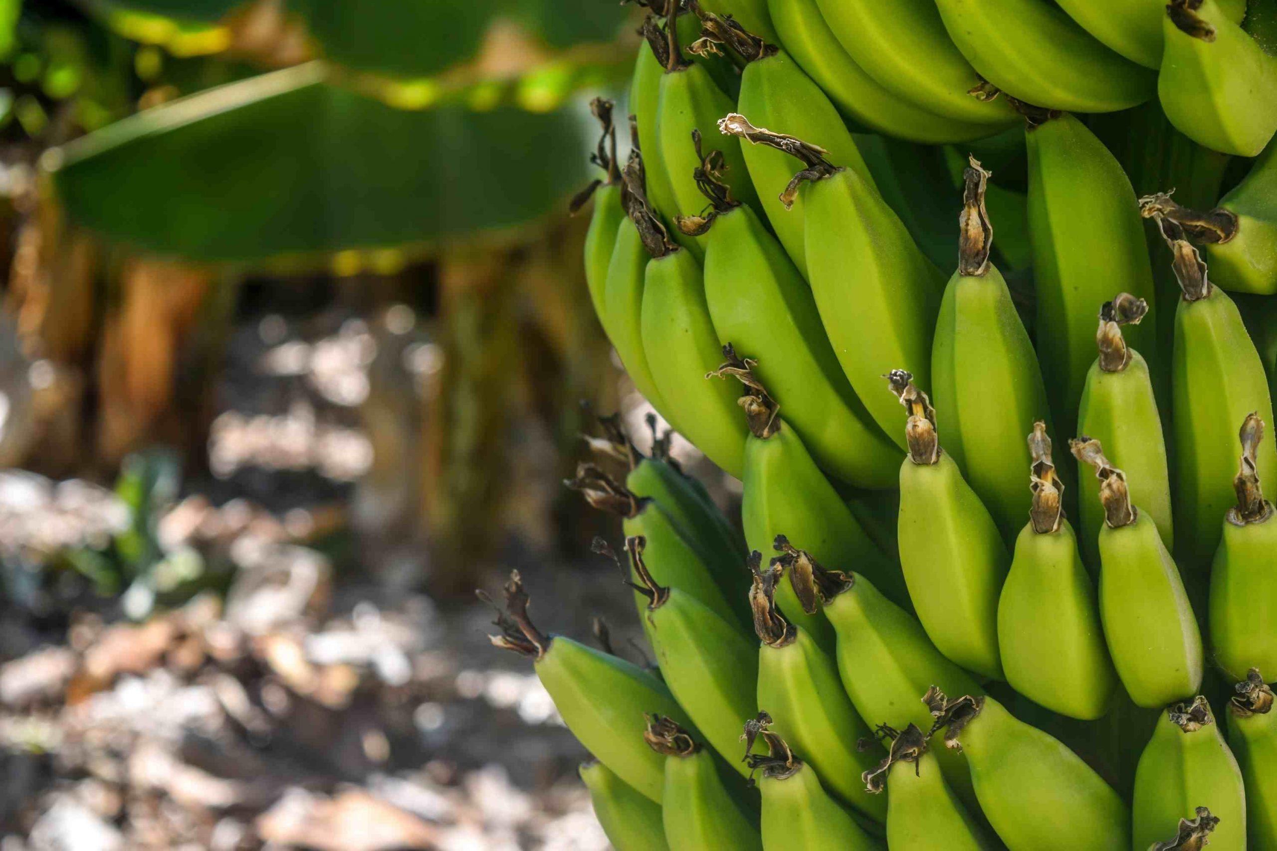 Banana Skin Benefits: A Natural Remedy for Acne and Wrinkles