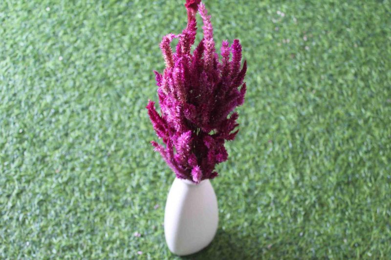 dried-burgundy-celosia-flower-bunch