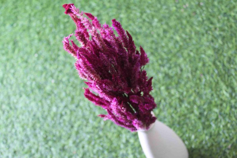 dried-burgundy-celosia-flower-bunch