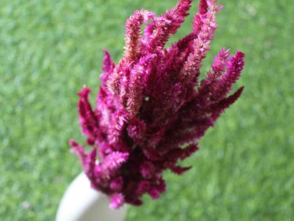 dried-burgundy-celosia-flower-bunch