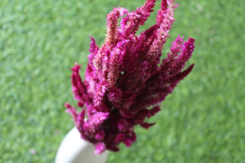 dried-burgundy-celosia-flower-bunch