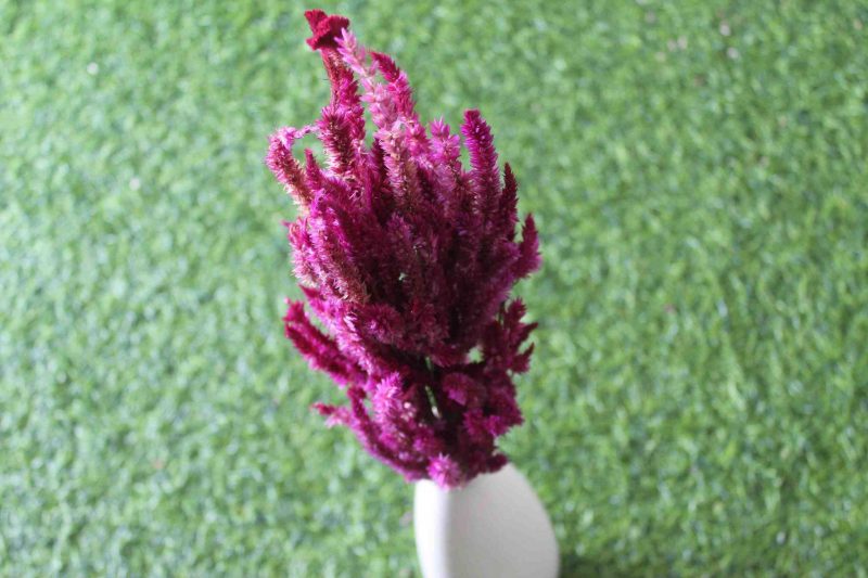 dried-burgundy-celosia-flower-bunch