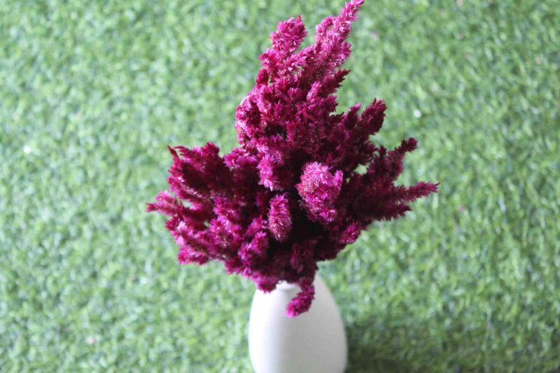 dried-dark-burgundy-celosia-flower-bunch