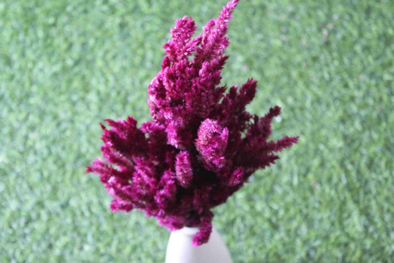 dried-dark-burgundy-celosia-flower-bunch