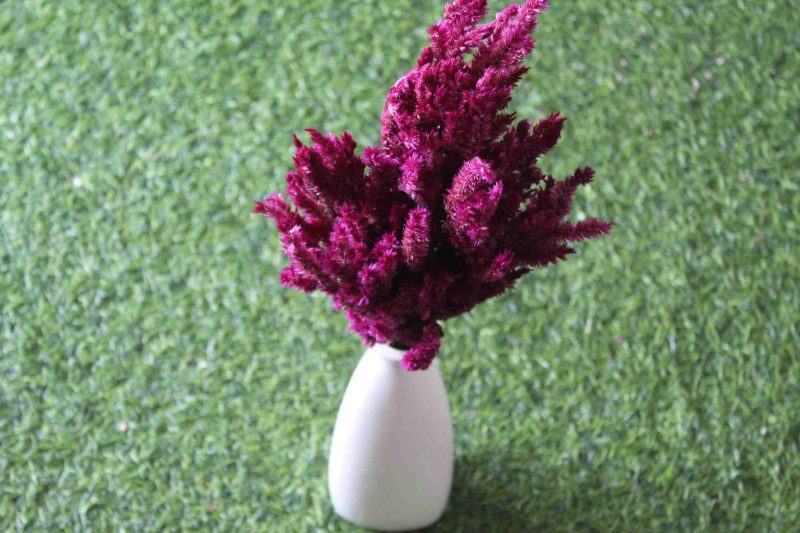 dried-dark-burgundy-celosia-flower-bunch