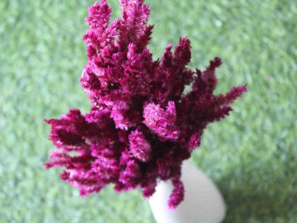 dried-dark-burgundy-celosia-flower-bunch