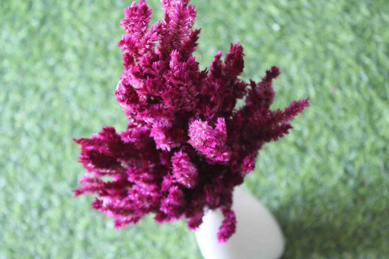 dried-dark-burgundy-celosia-flower-bunch