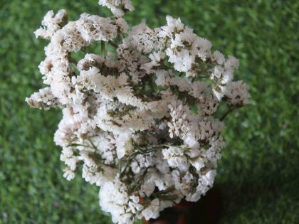 dried-white-statice-flower-bunch