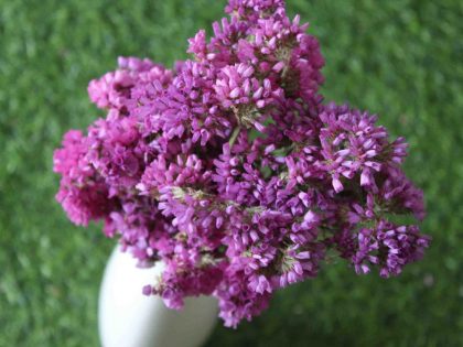 dried-pink-statice-flower-bunch