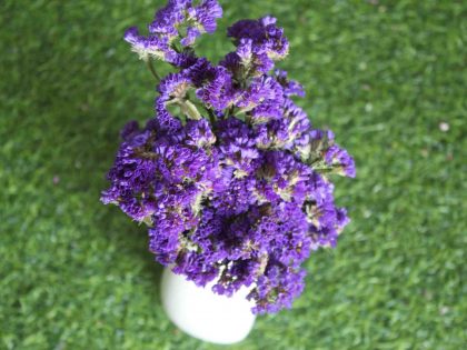 dried-purple-statice-flower-bunch