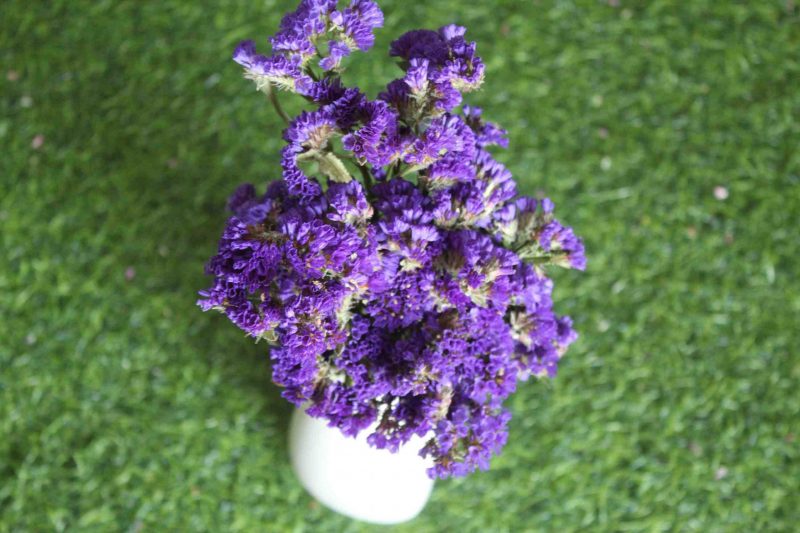 dried-purple-statice-flower-bunch