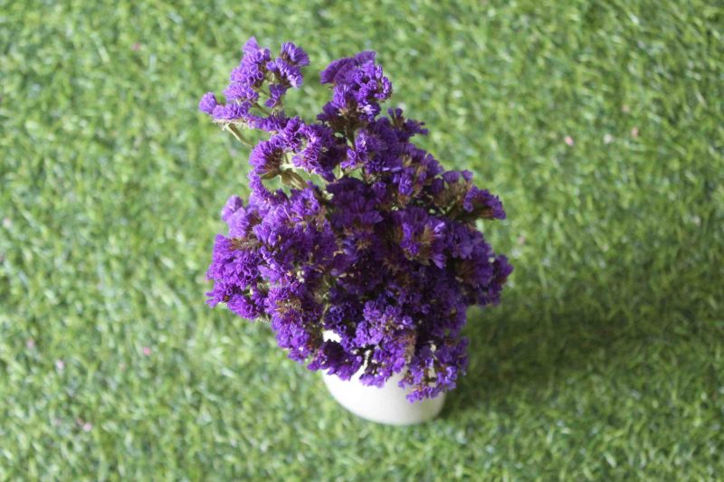 dried-purple-statice-flower-bunch